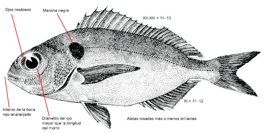 Pagellus bogaraveo_01.jpg